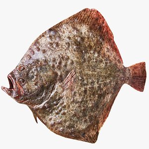 3D Turbot Brown model