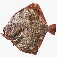 Turbot Brown