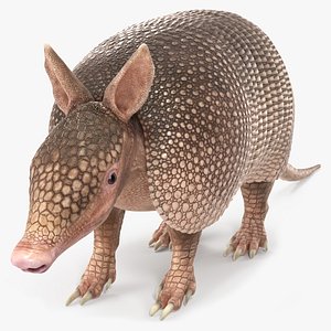 Armadillo Pink