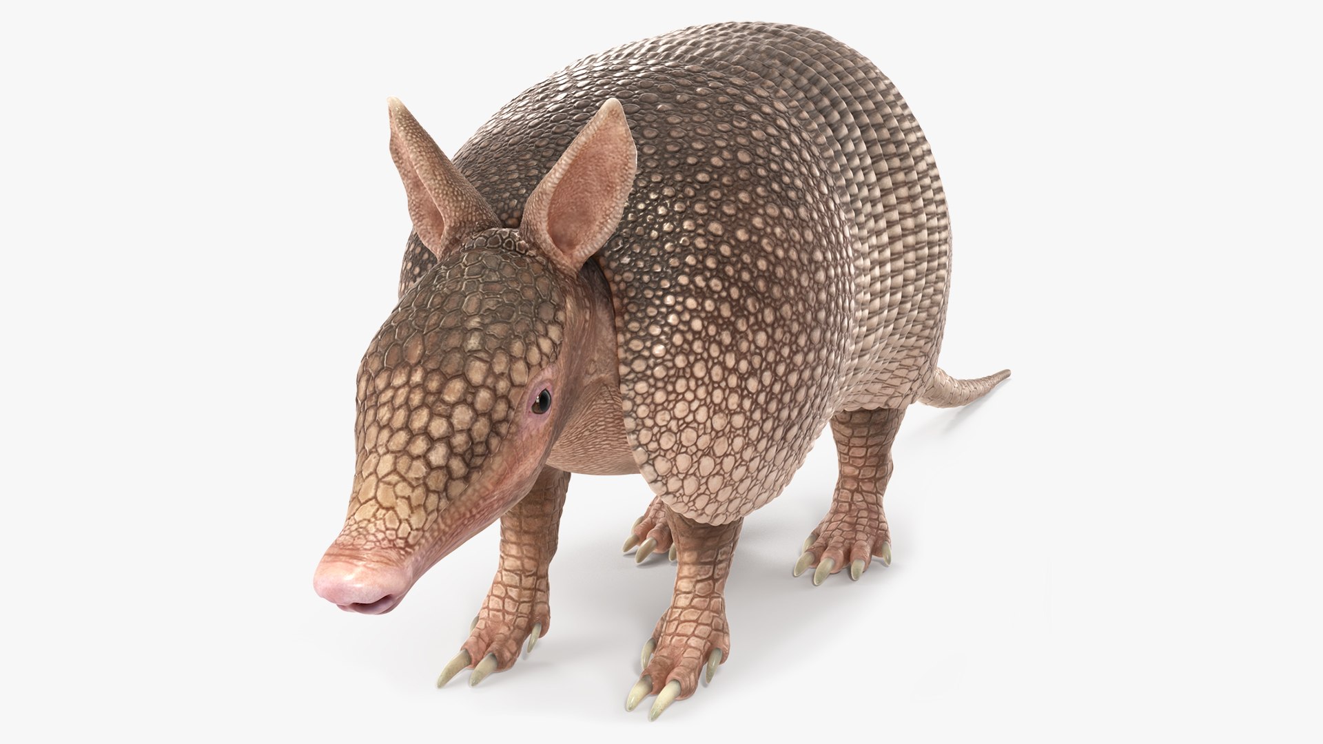 Armadillo Pink 3D model preview