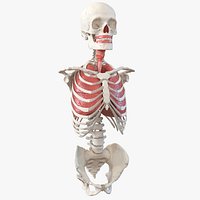 Male Torso Skeleton with Respiratory System