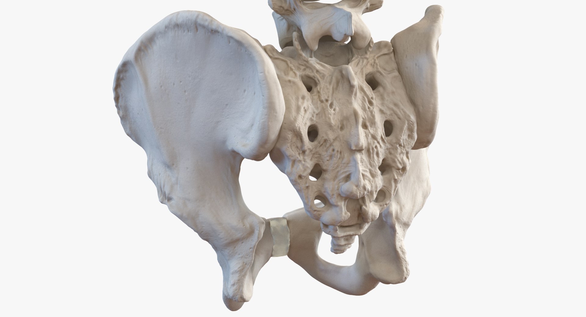 male torso skeleton respiratory 3D https://p.turbosquid.com/ts-thumb/Qf/q0sp5T/VlnGITBS/male_torso_skeleton_with_respiratory_system_0007/jpg/1508114634/1920x1080/fit_q87/025321974c20706500cc087b90c629106bbdcdfa/male_torso_skeleton_with_respiratory_system_0007.jpg