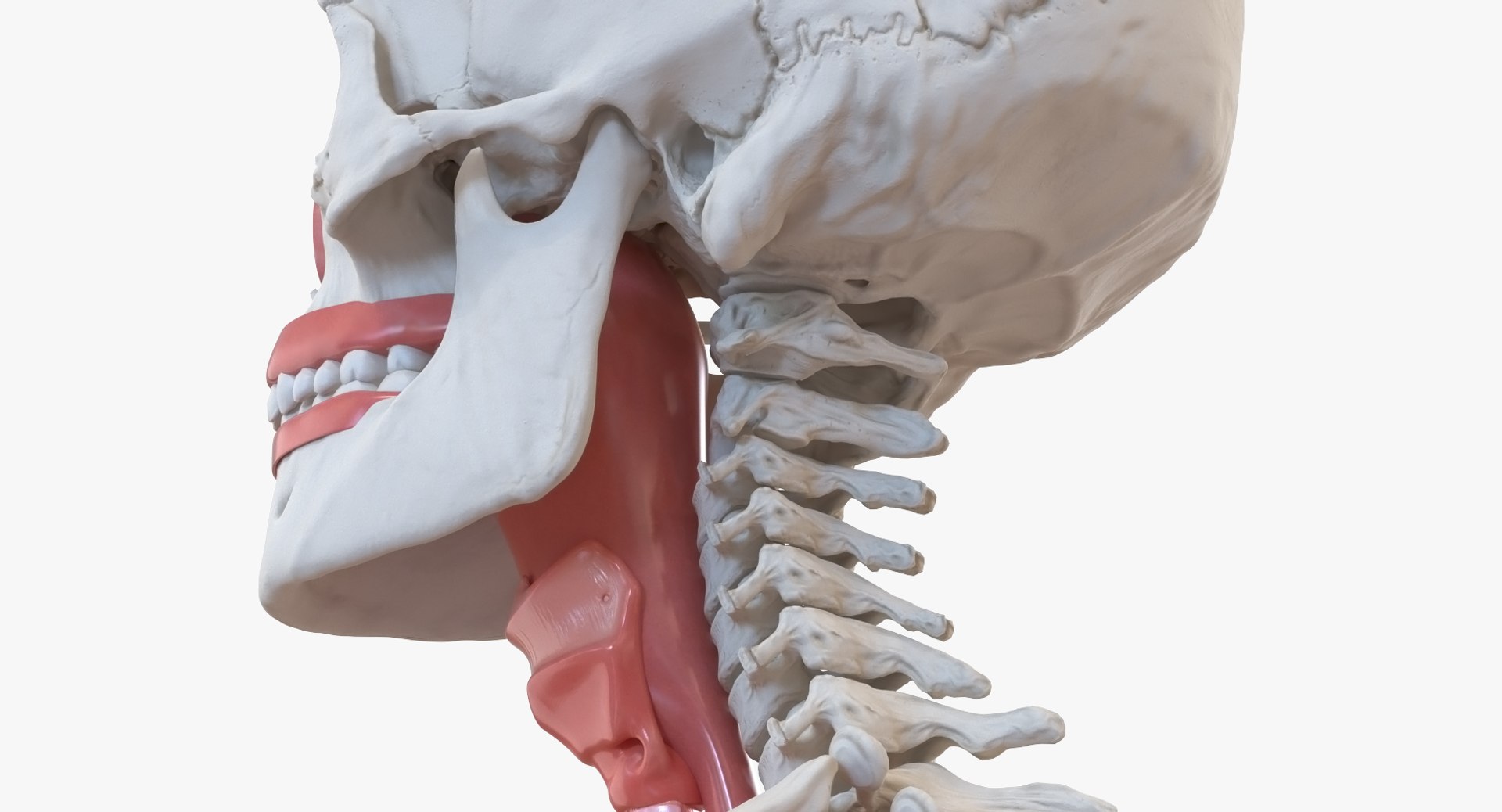 male torso skeleton respiratory 3D https://p.turbosquid.com/ts-thumb/Qf/q0sp5T/vDHWd7nf/male_torso_skeleton_with_respiratory_system_0006/jpg/1508114630/1920x1080/fit_q87/2fdf0c952b1a16f0275deb0dedb47a22adc09dfc/male_torso_skeleton_with_respiratory_system_0006.jpg