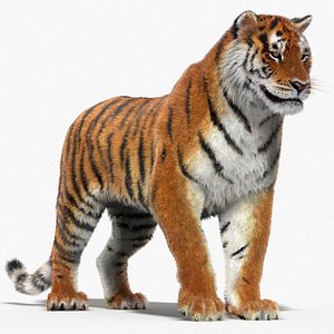 modelo 3d Tigre de Bengala (FUR) (ANIMADO) - TurboSquid 1481168