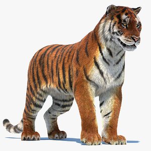 Rigged  Tiger 3D Model Fur