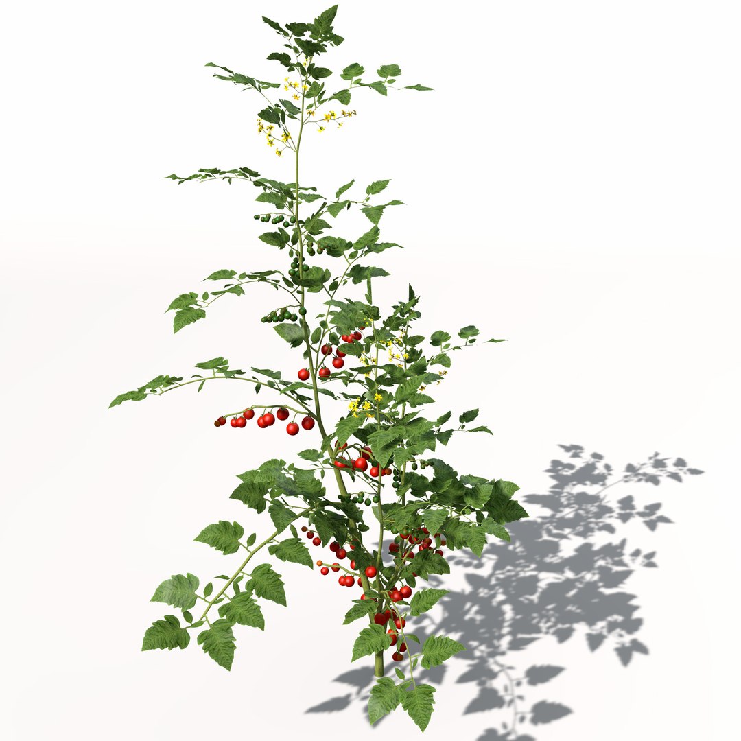 3d model plants xfrogplants home garden https://p.turbosquid.com/ts-thumb/Qf/susBVh/8I5kEJNh/hg18cherrytomato9/jpg/1462561456/1920x1080/fit_q87/fb3a8991bd32755bf32973c12d7dfe7d3362e6ba/hg18cherrytomato9.jpg