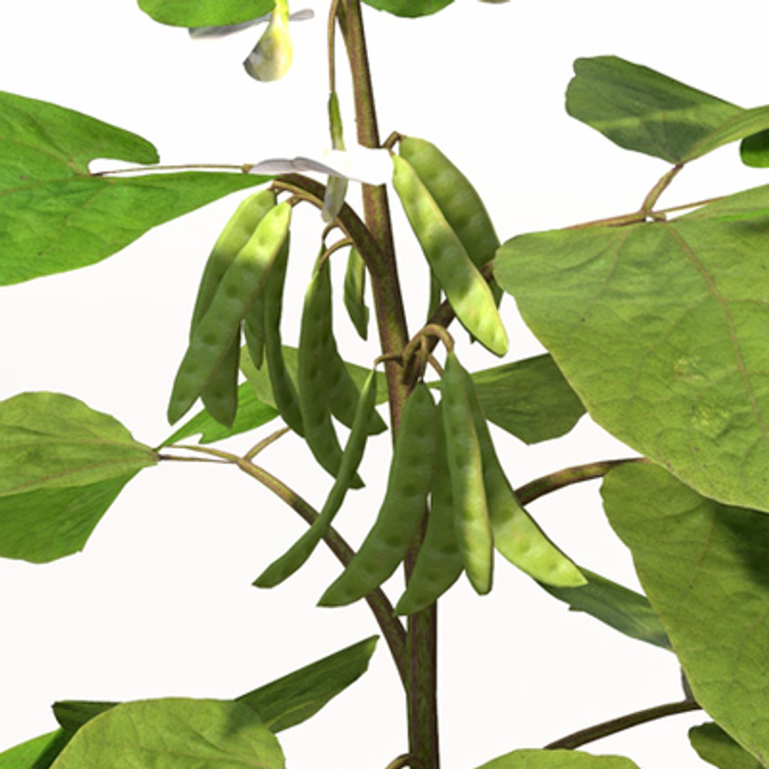 3d model plants xfrogplants home garden https://p.turbosquid.com/ts-thumb/Qf/susBVh/b8PVbLqZ/vg16_zoom_0005/jpg/1279318134/1920x1080/fit_q87/1eabae4b79047fec4c7c75a03d82e52e49dcf591/vg16_zoom_0005.jpg