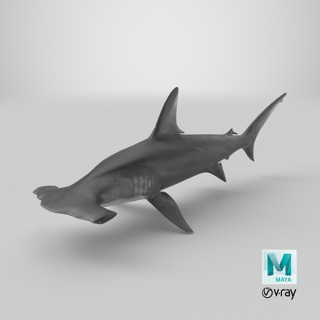 3D Hammerhead Shark - Static PBR https://p.turbosquid.com/ts-thumb/Qg/0bO8ml/3C/stemcell_maya_vray_render/png/1791830376/1920x1080/fit_q87/89714c74caad3fded6ec8c6054f32c7db2b5f041/stemcell_maya_vray_render.jpg