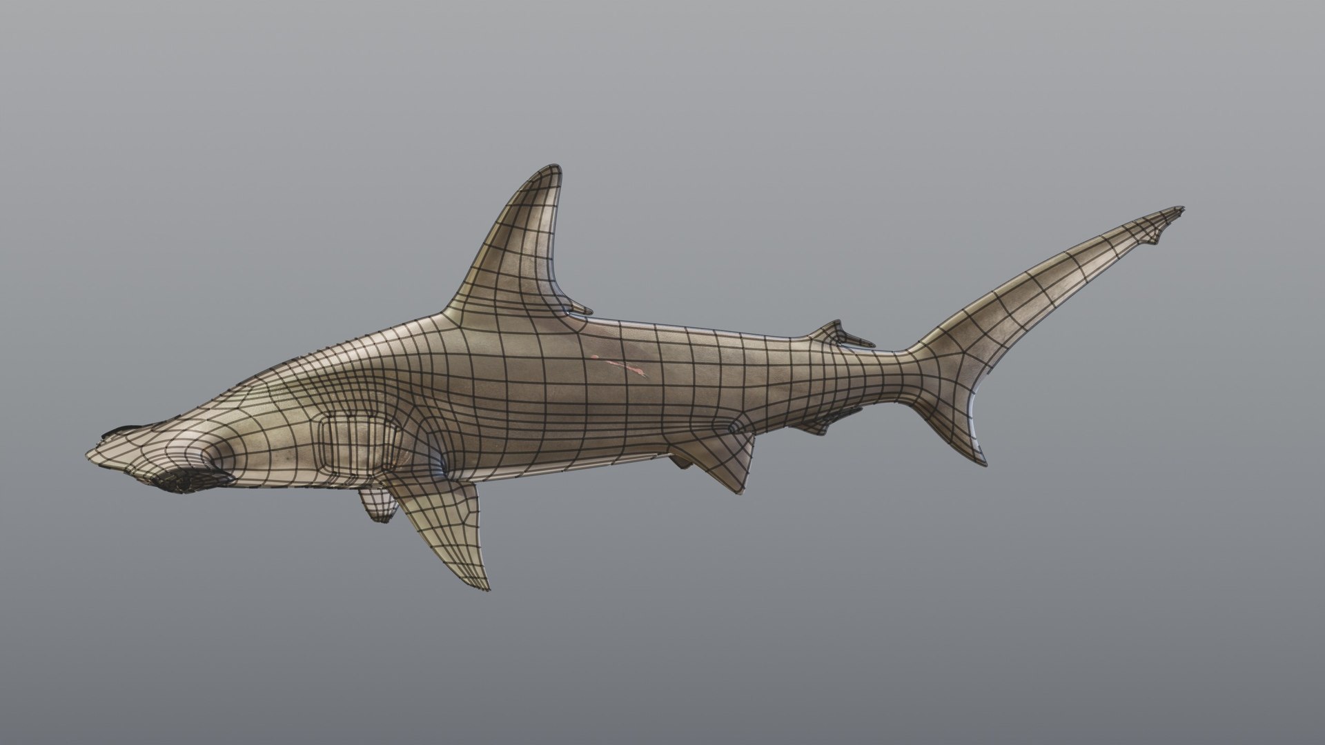 3D Hammerhead Shark - Static PBR https://p.turbosquid.com/ts-thumb/Qg/0bO8ml/3L/08_hammerheadstatic_08_wire/jpg/1791557981/1920x1080/fit_q87/aada508656a390c0b56c677989518aad9ebf1cbf/08_hammerheadstatic_08_wire.jpg