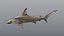 Hammerhead Shark - Static PBR