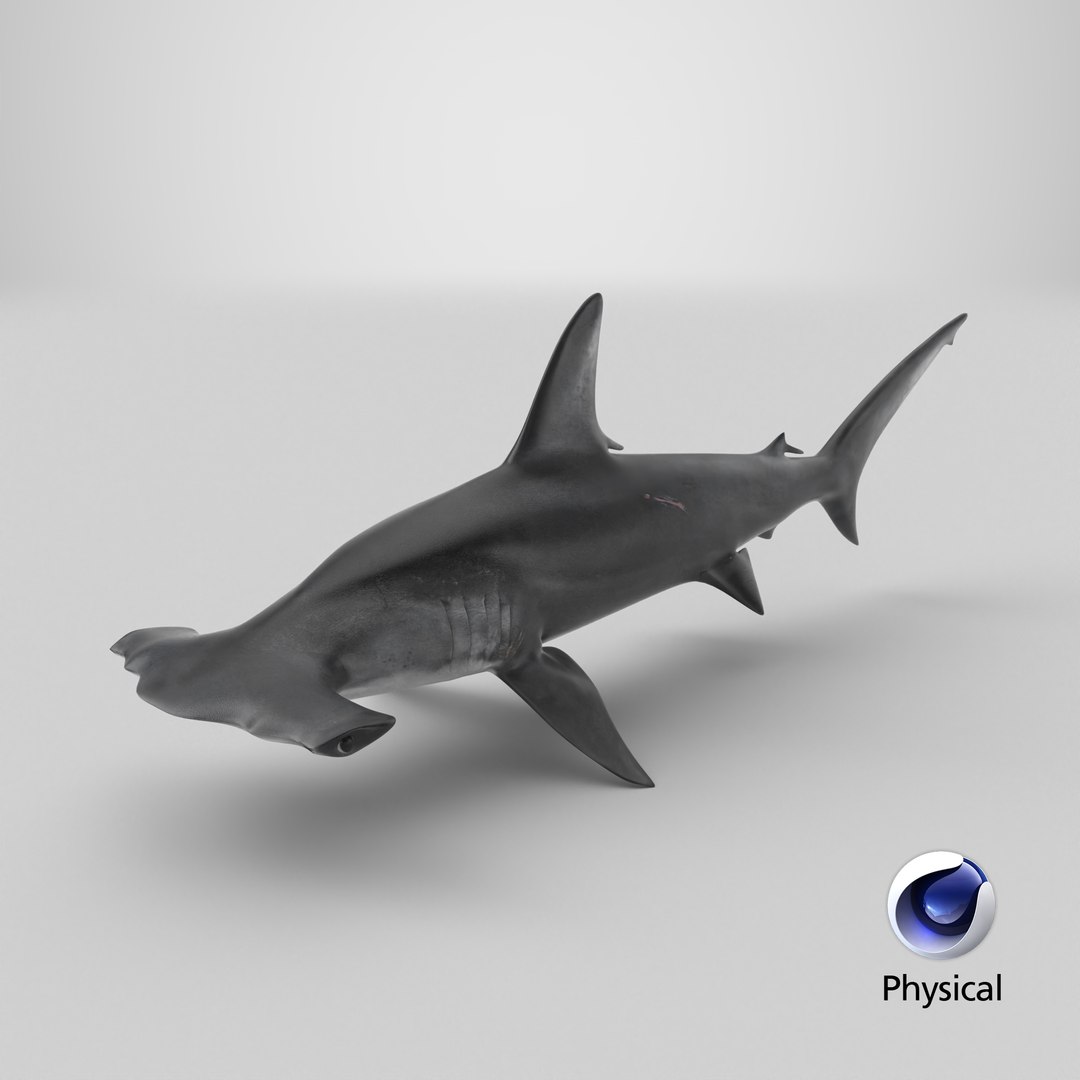 3D Hammerhead Shark - Static PBR https://p.turbosquid.com/ts-thumb/Qg/0bO8ml/5s/stemcell_cinema_4d_physical_render/png/1791830379/1920x1080/fit_q87/81c39c57c8e3143b9990be594a89a39d7df9a38c/stemcell_cinema_4d_physical_render.jpg