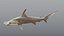 Hammerhead Shark - Static PBR