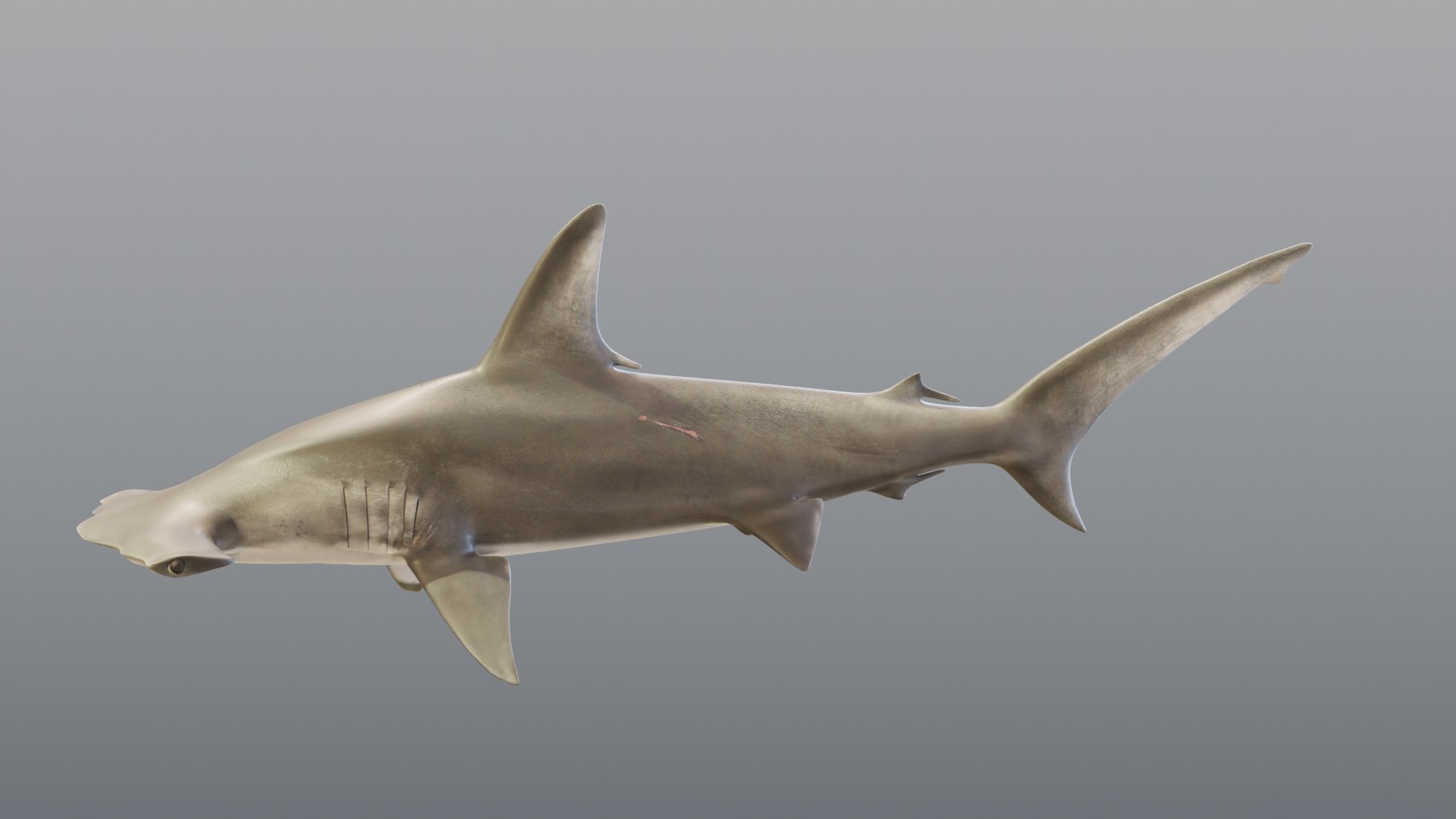 3D Hammerhead Shark - Static PBR https://p.turbosquid.com/ts-thumb/Qg/0bO8ml/HW/hammerheadstatic_turntable/jpg/1791558039/1920x1080/turn_fit_q99/760d5a149714f2900d07ebc9f9e8b89b41eb25a3/hammerheadstatic_turntable-1.jpg
