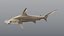 Hammerhead Shark - Static PBR