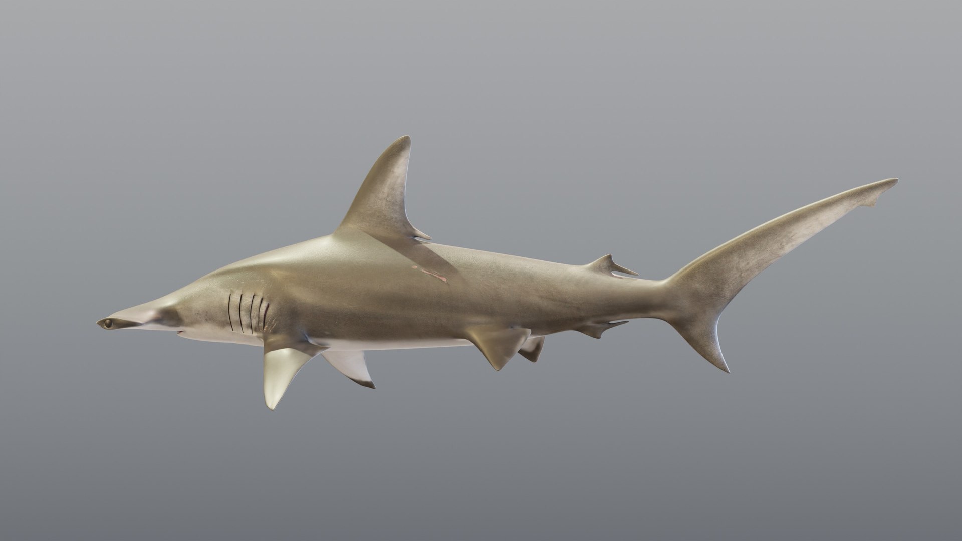 3D Hammerhead Shark - Static PBR https://p.turbosquid.com/ts-thumb/Qg/0bO8ml/Ln/03_hammerheadstatic_03_side/jpg/1791557936/1920x1080/fit_q87/2140c38f94a6b8f62d8d4739c0cc2a1318c66ca5/03_hammerheadstatic_03_side.jpg
