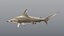Hammerhead Shark - Static PBR
