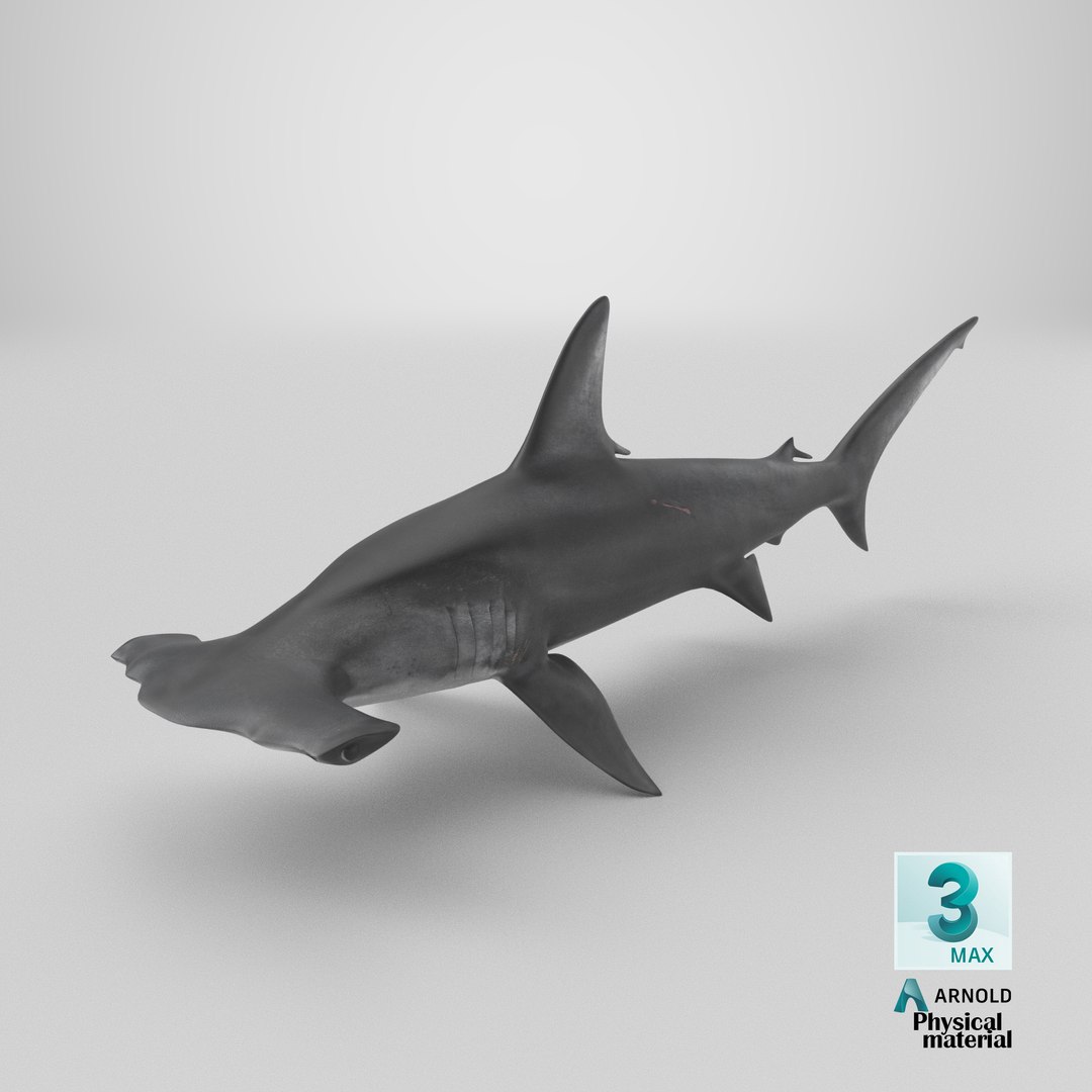 3D Hammerhead Shark - Static PBR https://p.turbosquid.com/ts-thumb/Qg/0bO8ml/Nb/stemcell_max_physical_render/png/1791830383/1920x1080/fit_q87/3de3ee3a1ff9790d3ec41e26a3e7f20b62c02044/stemcell_max_physical_render.jpg
