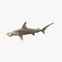Hammerhead Shark - Static PBR