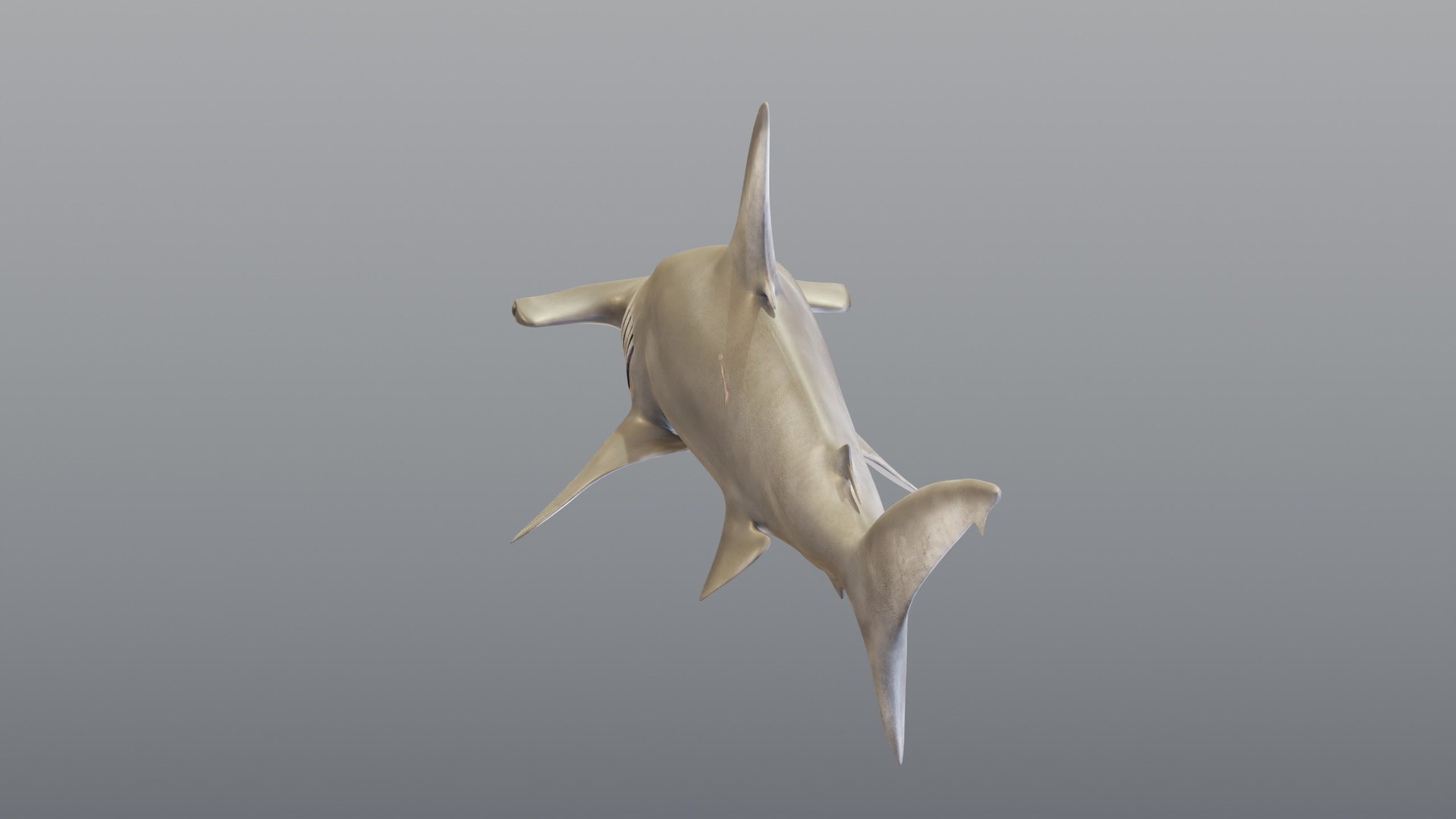 3D Hammerhead Shark - Static PBR https://p.turbosquid.com/ts-thumb/Qg/0bO8ml/OY/06_hammerheadstatic_06_rear/jpg/1791557965/1920x1080/fit_q87/55933608b8bfe0102a22a3987fee01cde087e8b7/06_hammerheadstatic_06_rear.jpg