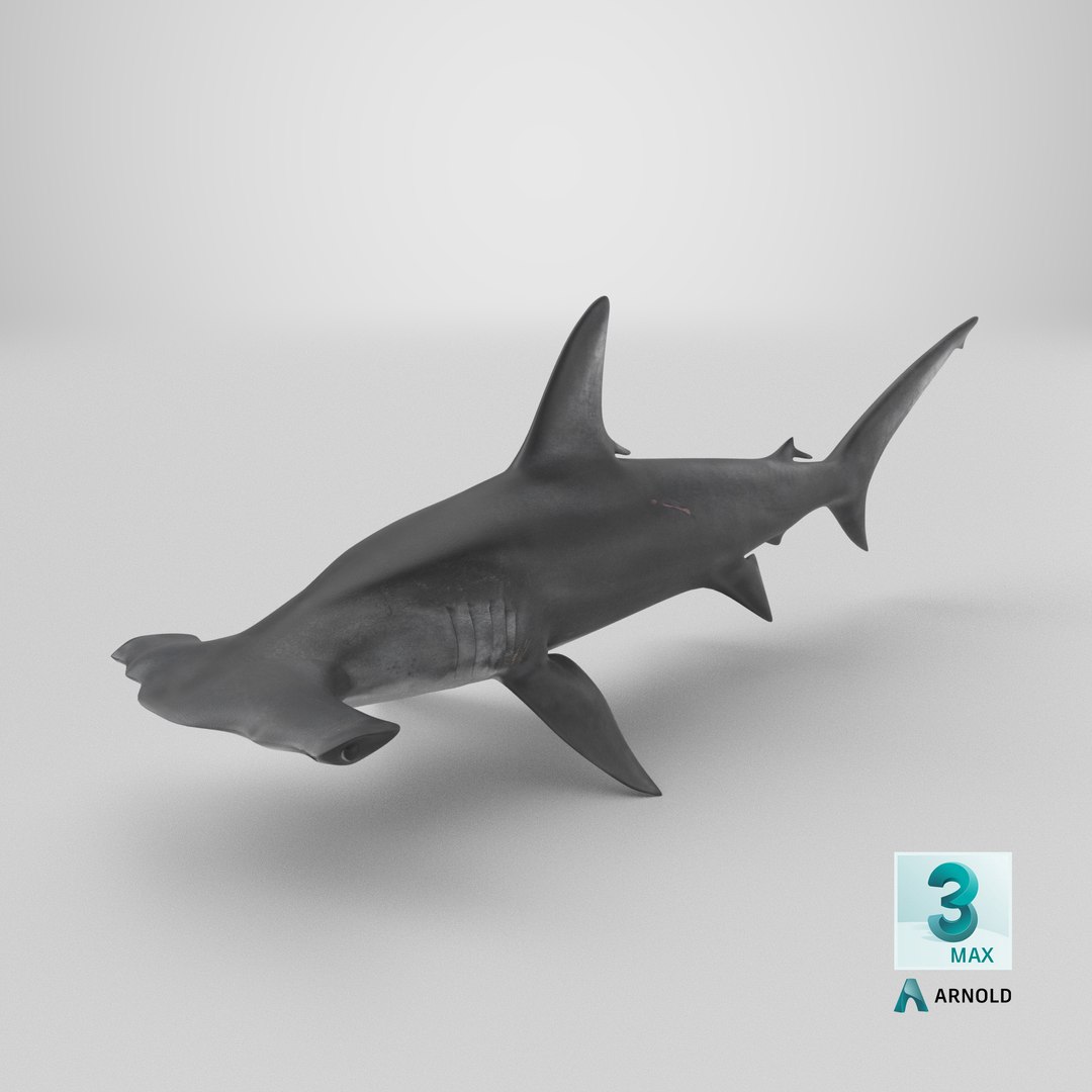 3D Hammerhead Shark - Static PBR https://p.turbosquid.com/ts-thumb/Qg/0bO8ml/R8/stemcell_max_arnold_render/png/1791830382/1920x1080/fit_q87/64ee42e6f167111208e83508e26c428b91088b9e/stemcell_max_arnold_render.jpg