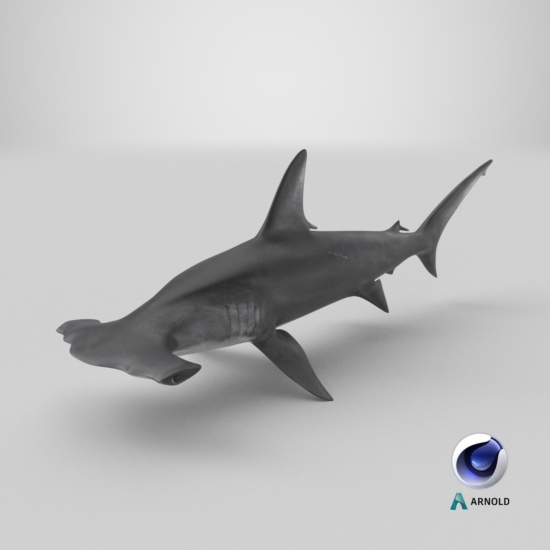 3D Hammerhead Shark - Static PBR https://p.turbosquid.com/ts-thumb/Qg/0bO8ml/Vy/stemcell_cinema_4d_arnold_render/png/1791830377/1920x1080/fit_q87/9fd5a46b88b615fef08b5d7fd4b6d5d2aeedfe37/stemcell_cinema_4d_arnold_render.jpg