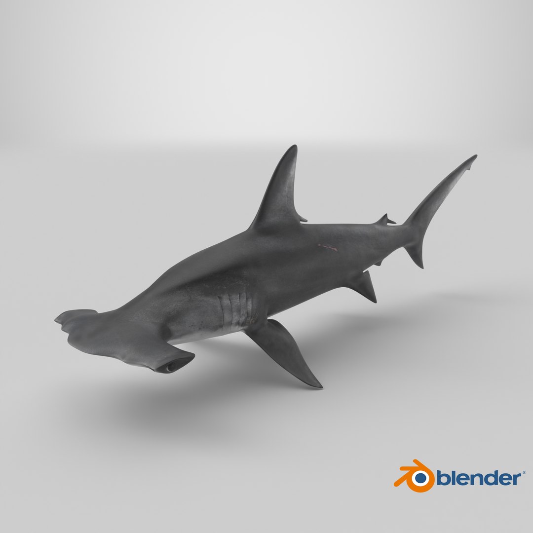 3D Hammerhead Shark - Static PBR https://p.turbosquid.com/ts-thumb/Qg/0bO8ml/cF/stemcell_blender_cycles_render/png/1791830372/1920x1080/fit_q87/755f7bb998975a7b49f850b577b8f9dc3d0db2d0/stemcell_blender_cycles_render.jpg