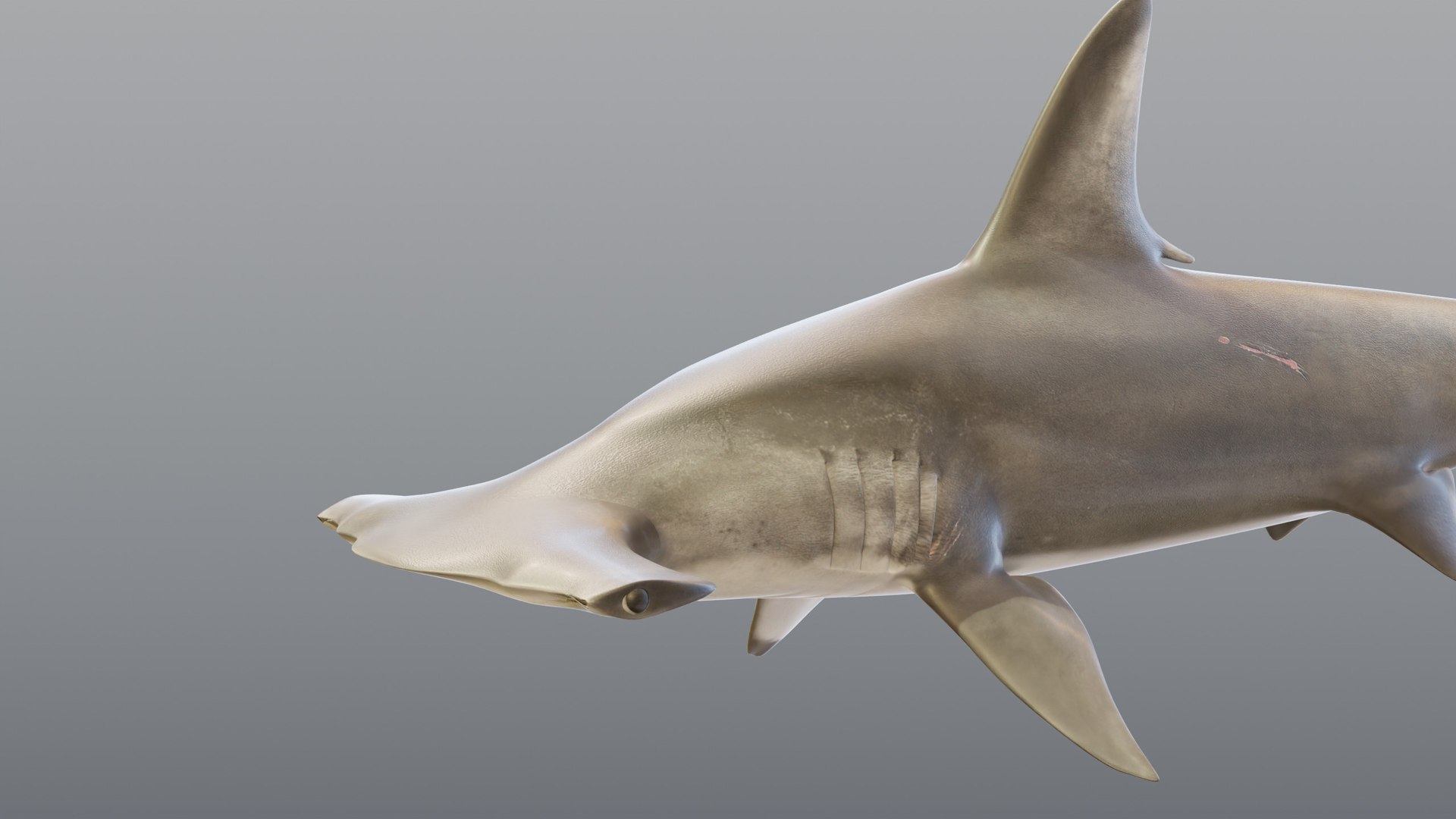 3D Hammerhead Shark - Static PBR https://p.turbosquid.com/ts-thumb/Qg/0bO8ml/mC/07_hammerheadstatic_07_head/jpg/1791557965/1920x1080/fit_q87/ea9a560fe85f4014aafe780abde183437060e01c/07_hammerheadstatic_07_head.jpg