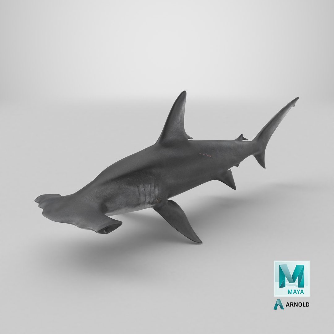 3D Hammerhead Shark - Static PBR https://p.turbosquid.com/ts-thumb/Qg/0bO8ml/pa/stemcell_maya_arnold_render/png/1791830374/1920x1080/fit_q87/e4830515ae480ba37ad79042eacd8fcda553ca75/stemcell_maya_arnold_render.jpg
