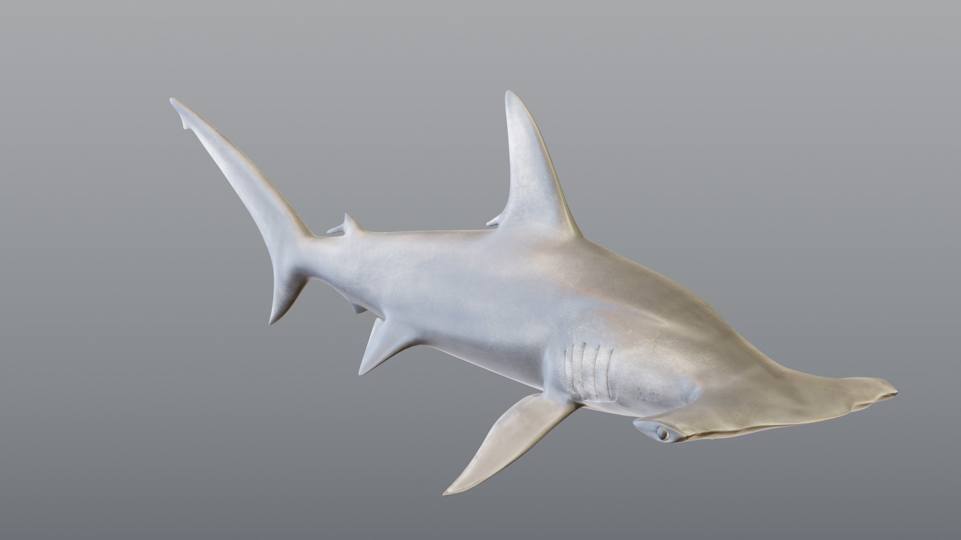3D Hammerhead Shark - Static PBR https://p.turbosquid.com/ts-thumb/Qg/0bO8ml/yX/04_hammerheadstatic_04_otherside/jpg/1791557937/1920x1080/fit_q87/0d2736bdf7543fc34472037793431a7b5591dba3/04_hammerheadstatic_04_otherside.jpg