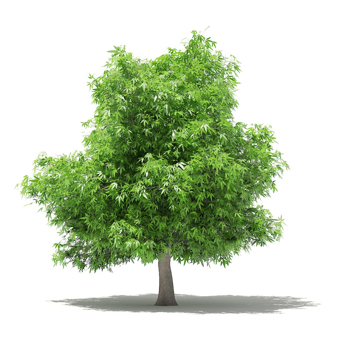 3D Mango Tree 4 8m - TurboSquid 1306279