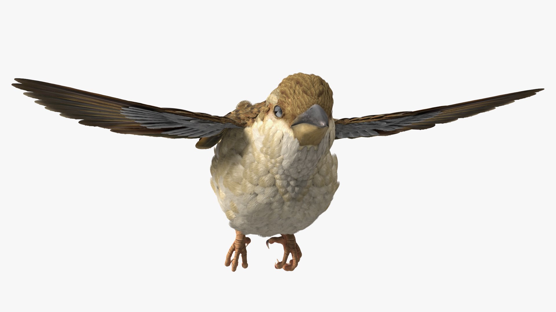 3D House Sparrow Fly - TurboSquid 2140550