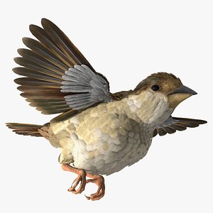 3D House Sparrow Fly