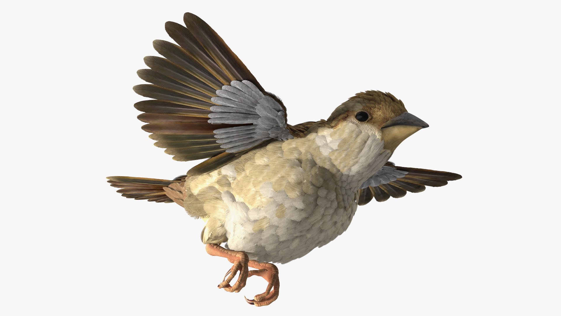 House Sparrow Fly 3D model preview