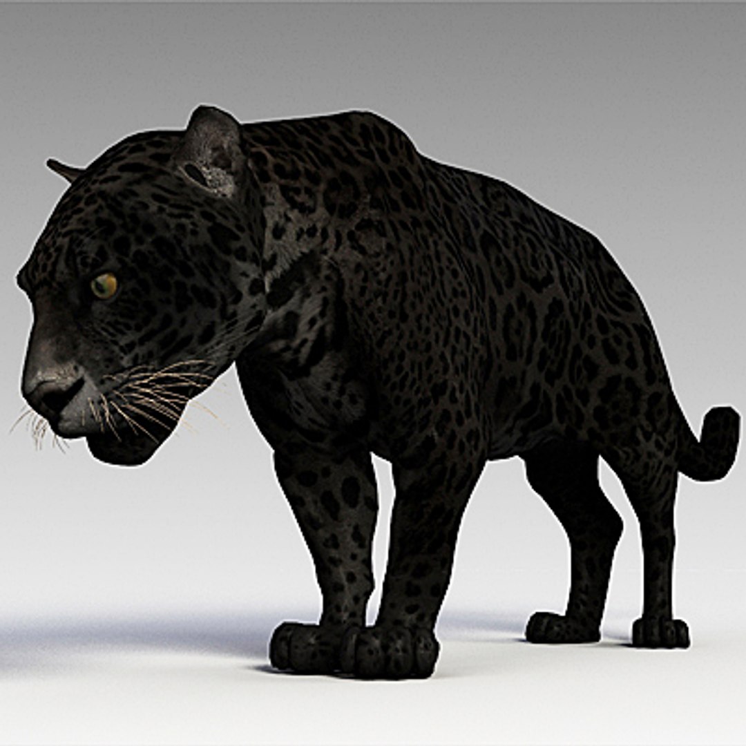 panther cats 3d model https://p.turbosquid.com/ts-thumb/Qg/B66f6x/CJPj1ld7/pantherc01/jpg/1259588719/1920x1080/fit_q87/4d8f4a054799420d528c8ef3758dad256088f85c/pantherc01.jpg