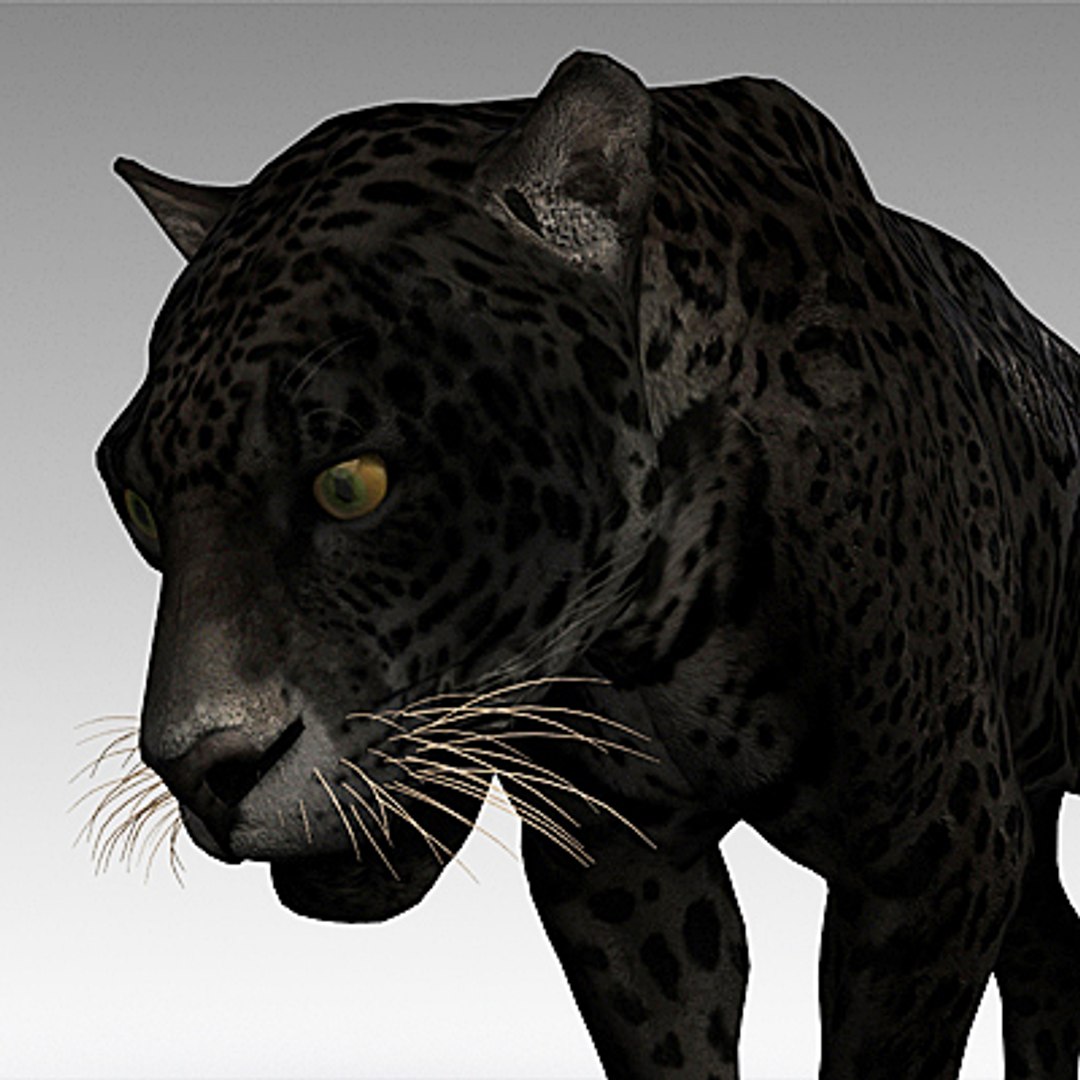 panther cats 3d model https://p.turbosquid.com/ts-thumb/Qg/B66f6x/bKHAJ7Hq/pantherc04/jpg/1259588739/1920x1080/fit_q87/5ad9972df3abe3276fe4973714bdae68d8231bec/pantherc04.jpg