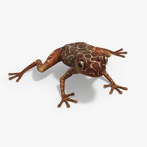 Reticulated Frog model