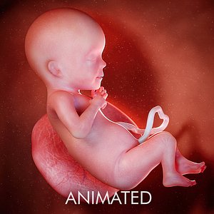 fetus week 26 3D
