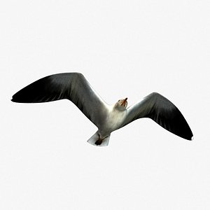 3d model gull anition