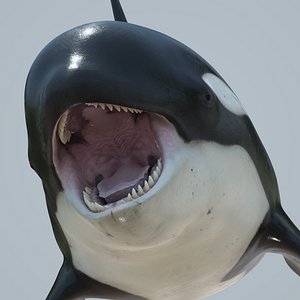 Killer whale rigged and animated for Cinema 4d