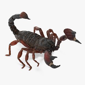 Walking Scorpion Animated Rigged for Cinema 4D model