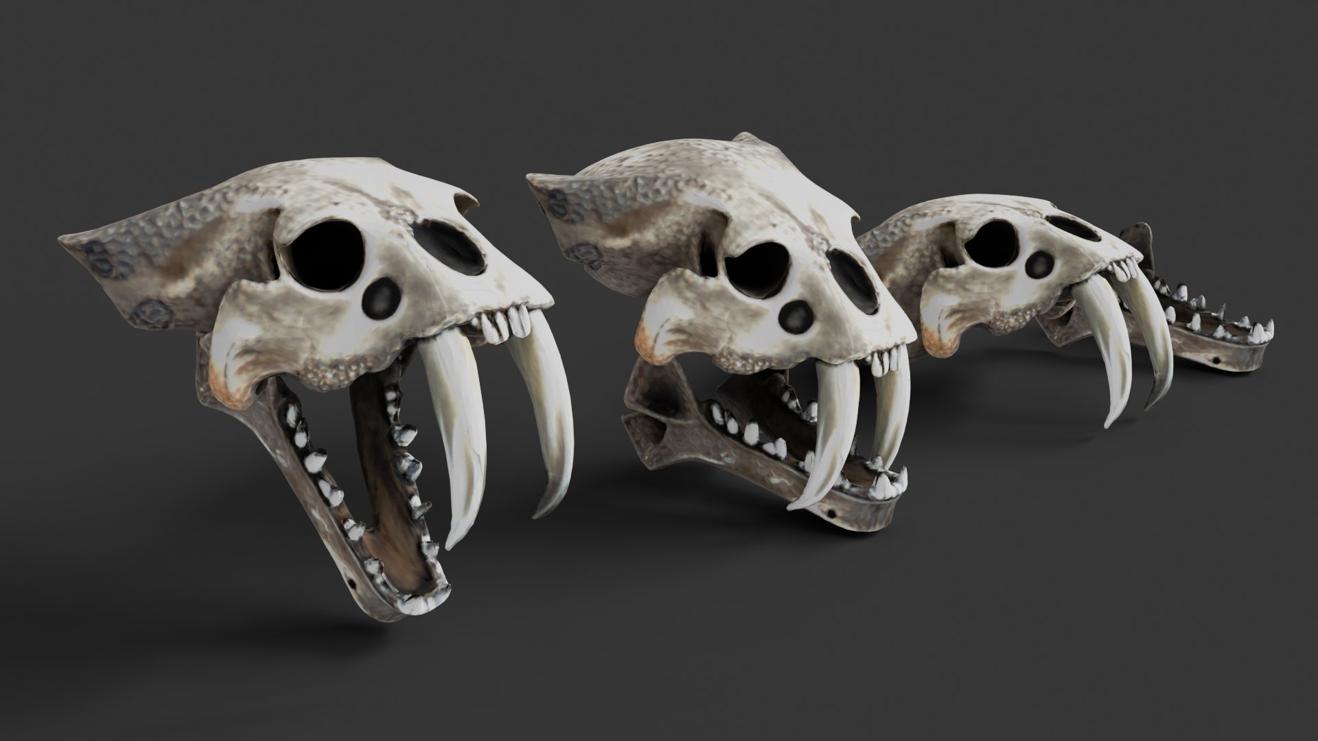 Dino Skull Collection model https://p.turbosquid.com/ts-thumb/Qg/HoOmDw/Ic/sabertooth3/jpg/1770134268/1920x1080/fit_q87/6c079c8ae46b2d5932ecdbe3bab063766b01103f/sabertooth3.jpg