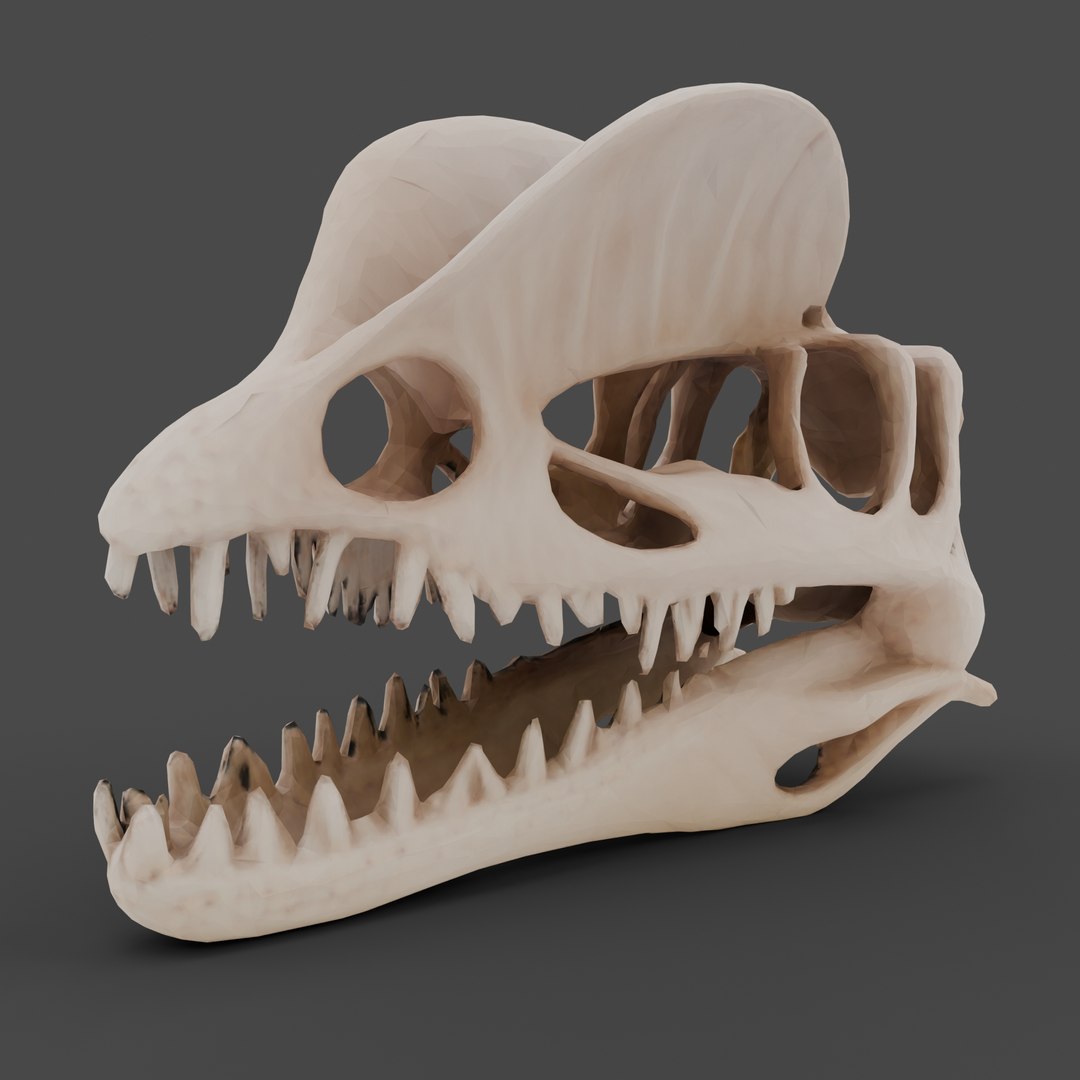 Dino Skull Collection model https://p.turbosquid.com/ts-thumb/Qg/HoOmDw/oG/dilophosaurusskull/jpg/1770134346/1920x1080/fit_q87/af39cf54a2f6daca90d61a40ee5678d5e7a1cda3/dilophosaurusskull.jpg