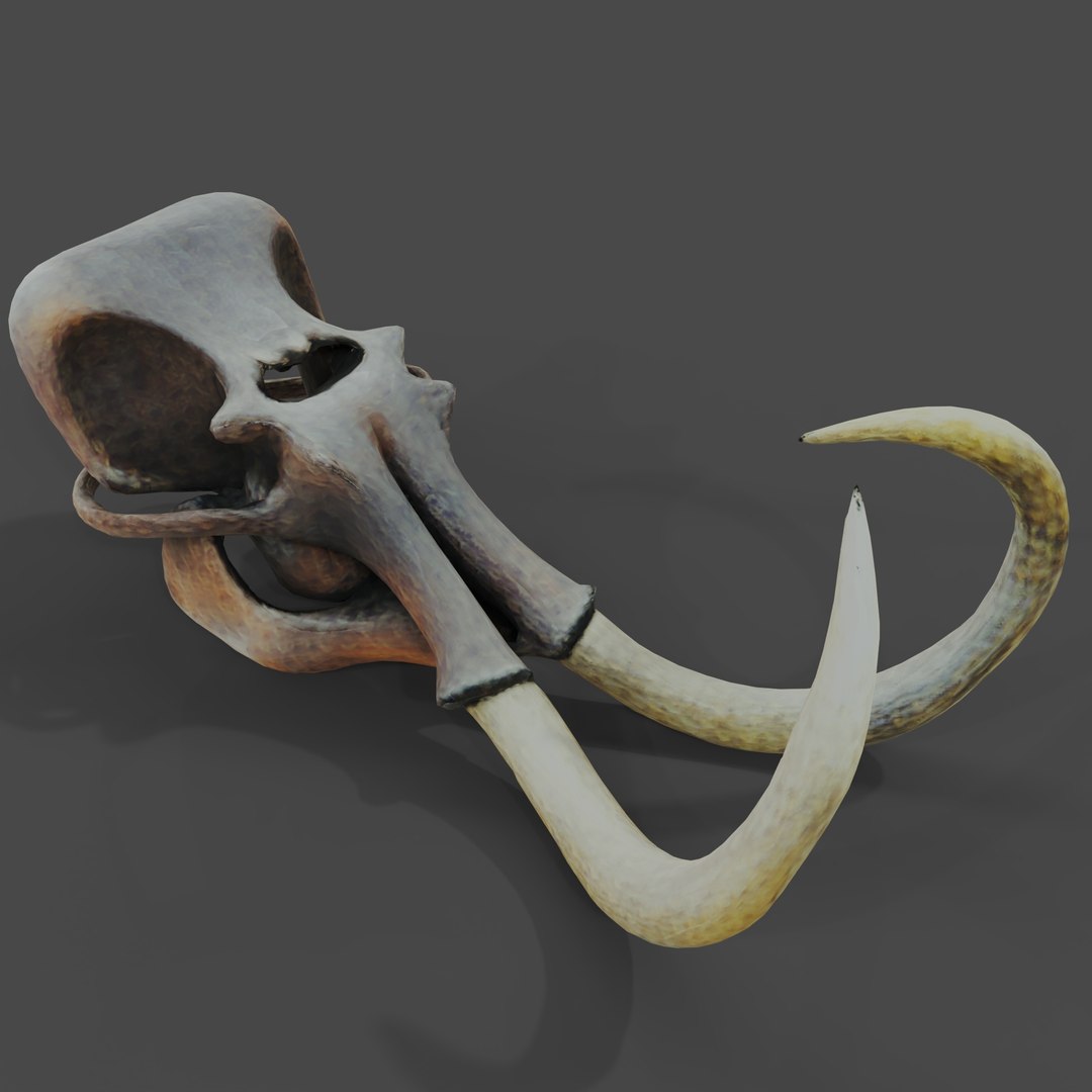 Dino Skull Collection model https://p.turbosquid.com/ts-thumb/Qg/HoOmDw/ps/mammothskull2/jpg/1770134273/1920x1080/fit_q87/20b8740500a48ca24264c7e664e2be789c3a4ba5/mammothskull2.jpg