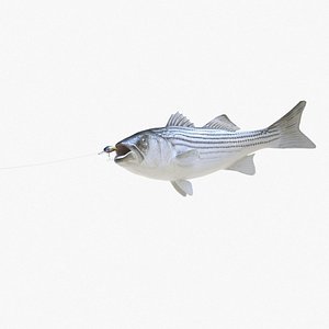 3D striped bass