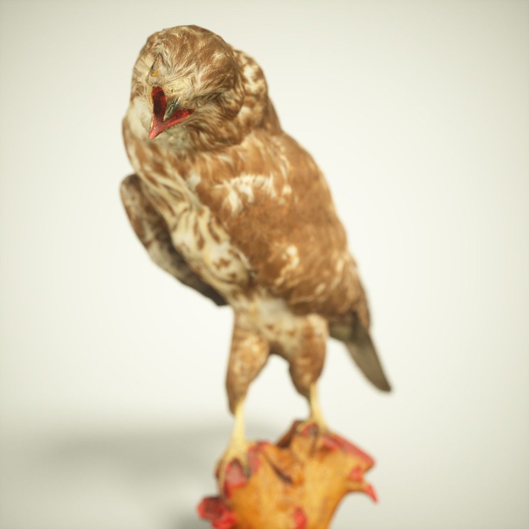 3D Animal Digital Photogrammetry Model - TurboSquid 1162956