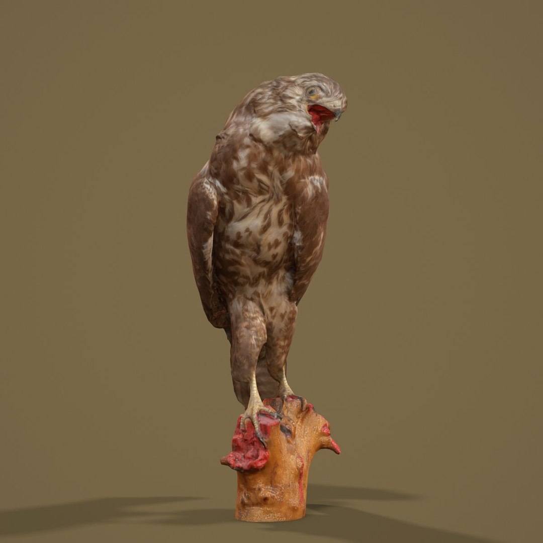 3D Animal Digital Photogrammetry Model - TurboSquid 1162956