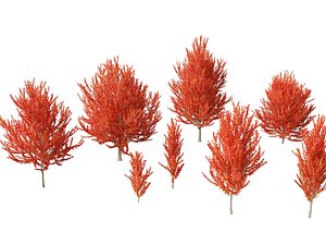 Acer x freemanii - Freeman maple 01 3D