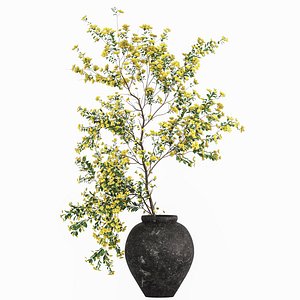 Plants with tiny flowers in pots