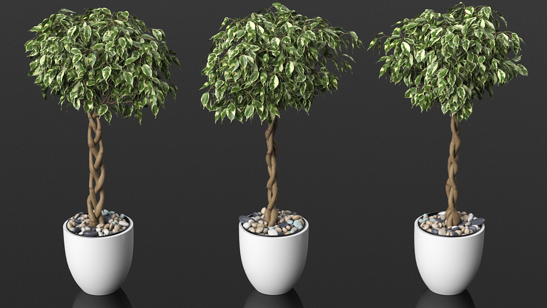 3D Ficus Benjamina Variegated Tree in Pot https://p.turbosquid.com/ts-thumb/Qg/xlbiHs/2I/ficusbenjaminavariegatedtreeinpotc4dmodel006/jpg/1622581217/1920x1080/fit_q87/f2c59c02498a53d117cbf11ea0bbb4dcf1f7be90/ficusbenjaminavariegatedtreeinpotc4dmodel006.jpg