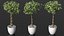 Ficus Benjamina Albero variegato in vaso